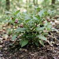 Planta de Atropa belladonna (belladona) mostrando sus distintivas flores oscuras con forma de campana y sus frutos en forma de bayas negras brillantes en su entorno natural.