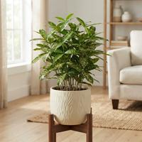 Planta belleza de florida en el salón de la casa