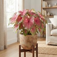 Planta de Caladium vibrante con hojas rosadas y verdes en maceta de terracota sobre soporte de madera de mediados de siglo. Ubicada en una sala de estar luminosa con luz natural