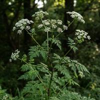 Planta de Conium maculatum o cicuta mayor con hojas verdes frondosas y flores blancas en umbelas, destacando su tallo manchado característico.