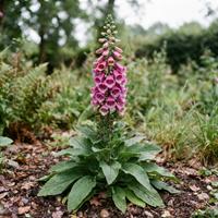 Planta de Digitalis purpurea (digital o dedalera) en floración, mostrando su característico tallo vertical con flores tubulares rosadas y moteadas en su hábitat natural.
