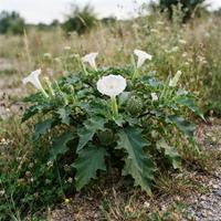 Planta de estramonio silvestre con sus características flores blancas en forma de trompeta y frutos espinosos en su hábitat natural.