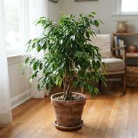 Ficus benjamina exuberante en maceta de terracota sobre suelo de madera
