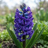 Primer plano de una flor de jacinto (Hyacinthus orientalis) en plena floración con densos racimos de flores de color púrpura intenso y hojas verdes en un jardín natural.