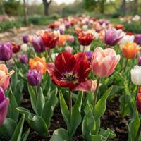 Campo de tulipanes (Tulipa spp.) en floración con una gran variedad de pétalos coloridos, tonos vibrantes y hojas verdes en un jardín botánico.