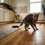 Gato tabby asustado saltando y maullando al ver un pepino verde inesperado en el suelo de la cocina.