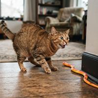 Gato atigrado reaccionando con sobresalto e hipervigilancia al descubrir de repente un objeto alargado y colorido en el suelo de casa.