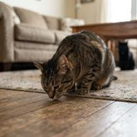 Gato atigrado con la cabeza gacha olfateando intensamente el suelo de madera tras una interacción tensa con otro gato