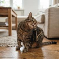 Gato atigrado sentado en el suelo de madera rascándose la cabeza con la pata trasera en un comportamiento de desplazamiento