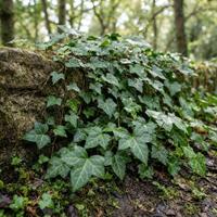 Primer plano de hiedra inglesa (Hedera helix) con sus característicos zarcillos trepando exuberantemente por un antiguo muro de piedra cubierto de musgo. Las hojas verdes y brillantes están cubiertas de gotas de rocío, creando un entorno natural y fresco en un bosque sombreado.