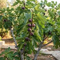 Planta de higuera (Ficus carica) en un huerto soleado, mostrando hojas verdes lobuladas y varios higos morados y verdes madurando en las ramas.