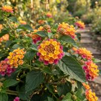 Primer plano vibrante de racimos de flores de Lantana camara con pétalos amarillos, naranjas y rosas brillantes, rodeadas de hojas verdes en un jardín natural y soleado.