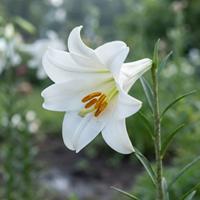 lirio blanco verdadero (Lilium) en primer plano, destacando sus pétalos puros y estambres dorados en un jardín natural.