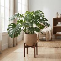 Planta de Monstera deliciosa grande y saludable, en maceta de cerámica texturizada color crema con soporte de madera de mediados de siglo. Ubicada en una sala de estar luminosa con luz natural, ventana y sillón de fondo.