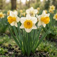 Primer plano de un grupo de narcisos (Narcissus) en floración con pétalos de color blanco cremoso y trompetas centrales de color amarillo vibrante, rodeados de hojas verdes y hierba en un jardín bañado por la luz del sol.