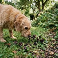 Perro olfateando bayas y flores caídas en el césped del jardín, un peligro oculto de intoxicación que requiere limpiar el suelo con frecuencia.