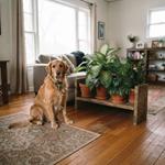 Golden retriever sentado pacíficamente en una sala de estar luminosa junto a un estante de madera con plantas de interior tóxicas para mascotas, en un ambiente doméstico seguro.