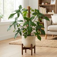 Planta de Philodendron bipennifolium (o Philodendron 'Florida Beauty') con hojas grandes y profundamente lobuladas
