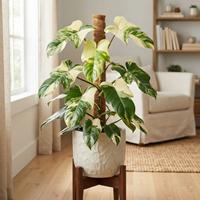 Planta de Philodendron variegado (Philodendron spp., posiblemente 'Florida Beauty') con impresionantes hojas verdes y crema, trepando por un poste de musgo