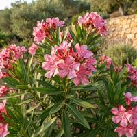 Planta de adelfa (Nerium oleander) en floración con hermosas flores rosadas y hojas verdes alargadas, perfecta para decoración exterior y jardines resistentes.