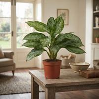Planta de interior Aglaonema Modestum en maceta sobre mesa de madera rústica en una sala luminosa.
