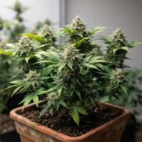 Planta de marihuana (cannabis) en plena floración, con cogollos resinosos y tricomas visibles, cultivada en una maceta de terracota dentro de un cuarto de cultivo interior con iluminación profesional.
