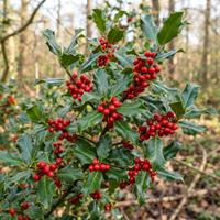 Rama de acebo (Ilex aquifolium) con hojas verdes brillantes y espinosas y abundantes bayas rojas silvestres en un bosque natural.