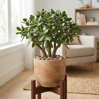 Planta de Jade (Crassula argentea) saludable y madura, en maceta de terracota rústica con soporte de madera de mediados de siglo, situada en una sala de estar luminosa con luz natural