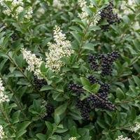 Arbusto de ligustro común (Ligustracum vulgare o Ligustrum vulgare) con hojas verdes brillantes, inflorescencias blancas y racimos de frutos o bayas oscuras.