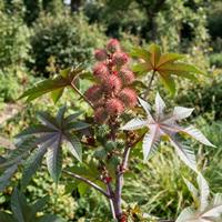planta de Ricinus communis con grandes hojas palmeadas y frutos espinosos en un jardín.