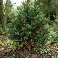arbusto de tejo inglés (Taxus baccata) en un entorno forestal, mostrando su denso follaje verde oscuro y sus distintivas bayas rojas brillantes. Ideal para jardinería y paisajismo.