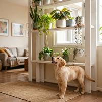 perro dorado feliz mirando plantas verdes en estanteria alta hogar seguro