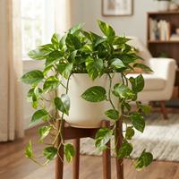 Pothos dorado (Epipremnum aureum) colgante en maceta moderna sobre soporte de madera, planta de interior purificadora y fácil de cuidar.