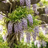 Espectacular cascada de flores de glicina (Wisteria spp.) colgando de una pérgola de madera rústica. Los racimos de color lavanda intenso se entrelazan con hojas verdes frescas en un jardín soleado durante la temporada de floración de primavera.