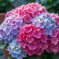 Hermoso ramo de hortensias frescas en tonos rosa fucsia y azul celeste iluminado por luz natural, ideal para decoración floral y arreglos de jardín.