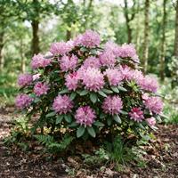 Arbusto de Rhododendron en plena floración con abundantes y vistosos racimos de flores de color rosa brillante rodeadas de follaje verde en un entorno natural boscoso.