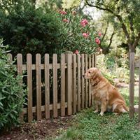 Perro sentado de forma segura detrás de una valla de madera en el jardín, protegido del acceso a arbustos y plantas tóxicas como la adelfa y el tejo.